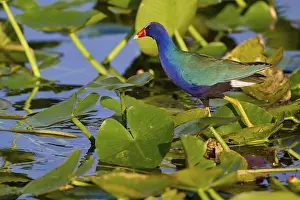 A pretty bird with bright colours stands on water-covered leaves