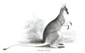Pretty-faced (marsupialia) wallaby (Notamacropus) parryi