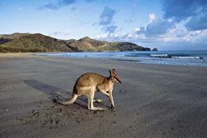 Pretty-faced Wallaby or Whiptail Wallaby (Macropus parryi) on a beach