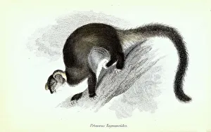Prey horn or Taguan, Flying Opossum