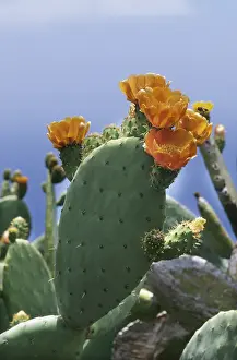 Prickly pear cactus (Opuntia sp.)