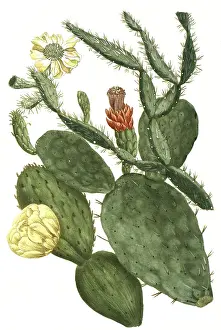 Prickly pear, Opuntia, illustration