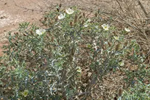 Prickly poppy (Argemone ochroleuca ochroleuca)