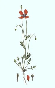 Prickly poppy (Papaver argemone)