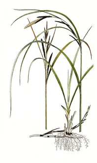 Prickly sedge (Carex mucronata)