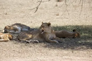 Pride of lions under a tree in the Serengeti in Tanzania
