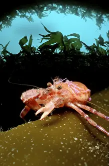 Prideaux's Hermit Crab (Pagurus prideaux) (Eupagurus prideaux)