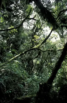 Primeval forest