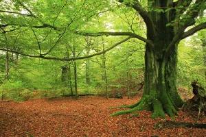 Primeval forest with huge old moss-covered beech