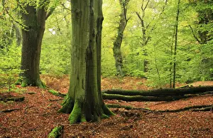 Primeval forest with huge old moss-covered beech and oak trees