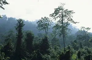 Primeval forest on Java