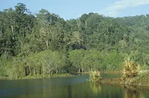 Primeval forest on Java