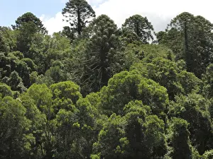 Primeval forest near Bunya Mountains NP