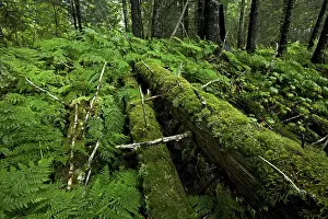 Primeval forest near Valdez, Alaska