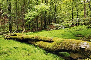 Primeval forest in the Vessertal valley