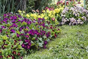 Primrose or primula in the spring garden