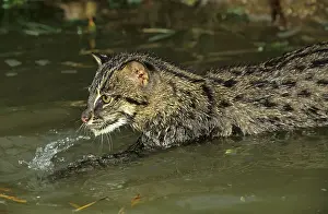Prionailurus viverrina, Felis viverrinus
