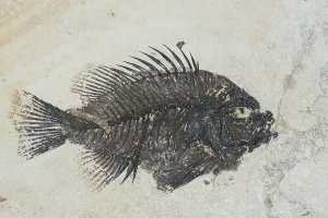 Priscacara (Priscacara serrata)