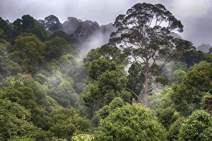Pristine tropical rainforest at deramakot Forest Reserve