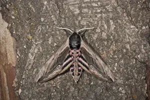 Privet hawk moth, Sphinx ligustri