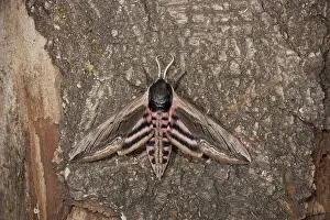 Privet hawk moth, Sphinx ligustri
