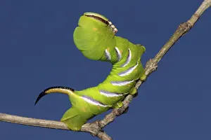 Privet hawkmoth (Sphinx ligustri)