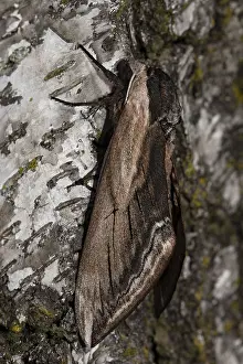 Privet hawkmoth (Sphinx ligustri)