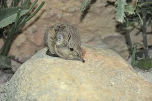 Proboscideus (Macroscelides proboscideus)