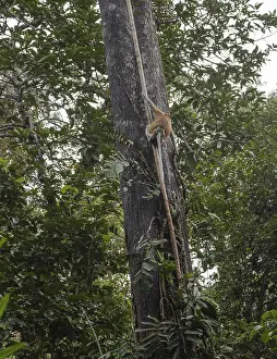 Proboscis Monkey climbing on tree in Bako national park