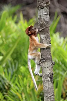 Proboscis Monkey or Long-nosed monkey (Nasalis larvatus)