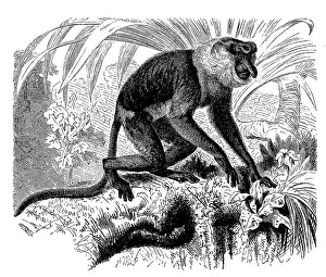 Proboscis monkey (Nasalis larvatus)