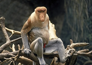 PROBOSCIS MONKEY (nasalis larvatus)