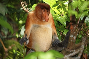 Proboscis Monkey (Nasalis larvatus)