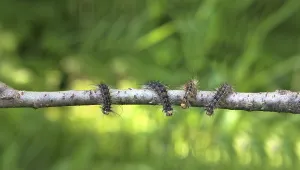 Processionary. Invasion of caterpillars of the Gipsy-moths