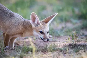 Side profile of a Cape fox in the Kgalagadi Transfrontier Park