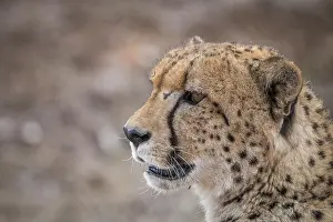 Side profile of a Cheetah in the Kruger National Park