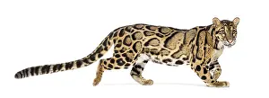 Profile of a Clouded leopard walking away