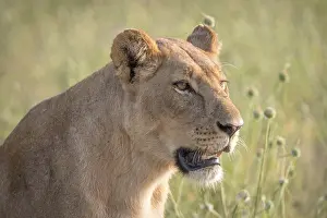 Side profile of a female Lion in the Chobe National Park