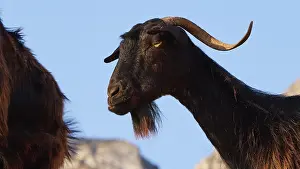 A side profile of a goat with horns and beard against a blue sky