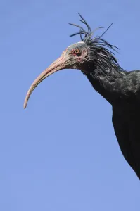 Profile of an ibis bird in front of a clear blue sky