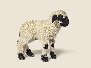 Profile of a lovely Lamb Valais Blacknose sheep three weeks old
