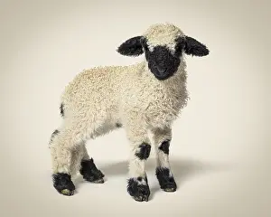 Profile of a lovely Lamb Valais Blacknose sheep three weeks old