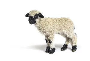 Profile of a lovely Lamb Valais Blacknose sheep three weeks old