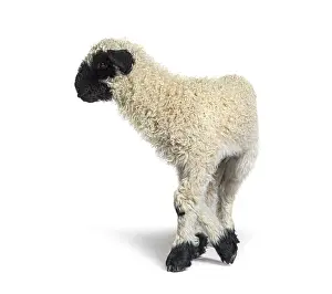 Profile of a lovely Lamb Valais Blacknose sheep three weeks old