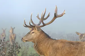 Profile of a stag with antlers