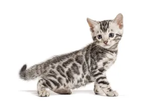 Profile view of a Bengal cat kitten