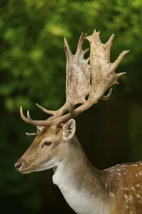 Profile view of a stag with large antlers against a green background