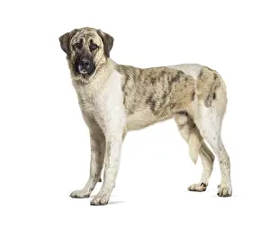 Profile view of a Transmontano Mastiff