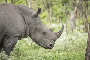 Side profile of a White rhino in the Kruger National Park