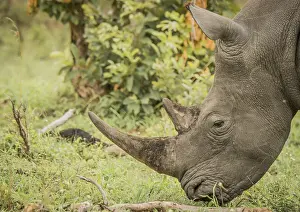 Side profile of a White rhino in the Kruger National Park